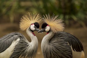 A close-up of two grey crowned cranes displaying elegant plumage in a natural setting.