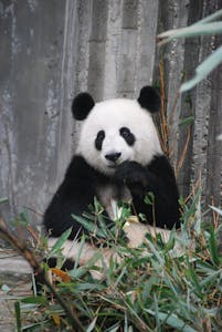 A cute giant panda munching on bamboo in a zoo enclosure, showcasing wildlife behavior.