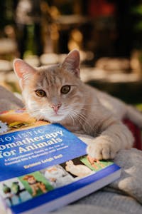 A cute ginger cat lies next to a book titled 'Holistic Aromatherapy for Animals.'