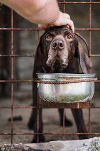 A hand pets a dog inside a cage, capturing a moment of connection and empathy.