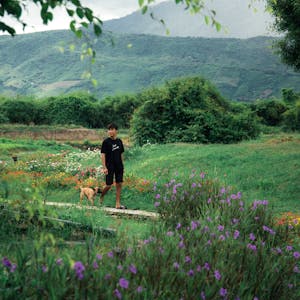 A man walks his dog along a scenic path in a vibrant flower field with mountains in the background.