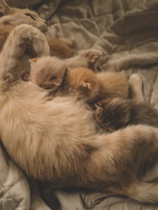 A warm and intimate moment of a mother cat nursing her kittens on a blanket.