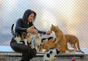 A woman enjoys feeding a group of playful cats outdoors near a chain link fence.