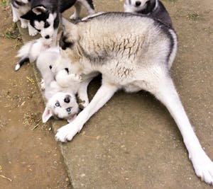 Adorable husky puppies play with their mother outdoors on a summer day.