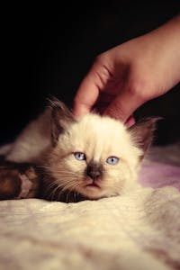 Charming image of a Siamese kitten with blue eyes being gently petted. Perfect for feline lovers.