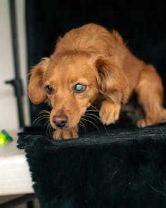 Charming portrait of a blind golden puppy. Perfect for animal lovers and pet-themed projects.