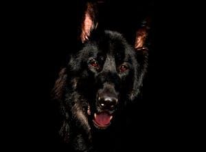 Close-up of a black German Shepherd dog against a dark background.