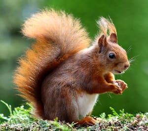 Close-up of a charming red squirrel in natural habitat, showcasing its vibrant fur and curious expression.