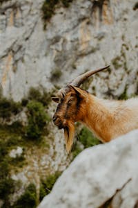 Close-up of a goat with long horns against a rocky mountain backdrop in nature.