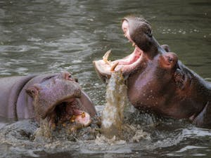 Close-up of two hippopotamuses interacting in a river, showcasing nature and wildlife photography.