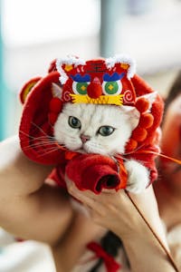 Cute cat wearing traditional Chinese lion costume, perfect for celebrations.