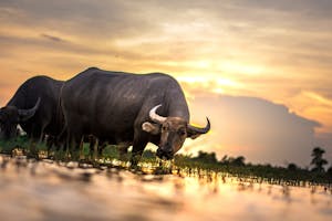 Majestic water buffalos grazing in a serene field at sunset, showcasing traditional rural life.