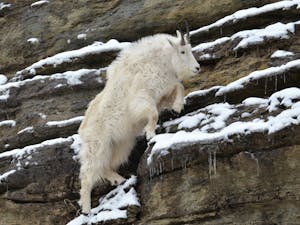 Mountain goat climbing a rocky, snow-covered cliff showcasing its agility and adaptation to the environment.