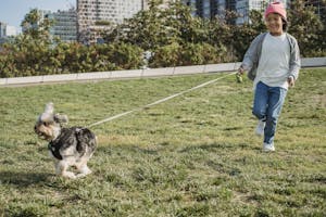 Smiling ethnic child walking Yorkshire Terrier on leash on meadow in city on sunny day