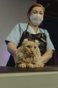 Woman groomer attending to an orange tabby cat in a pet salon.