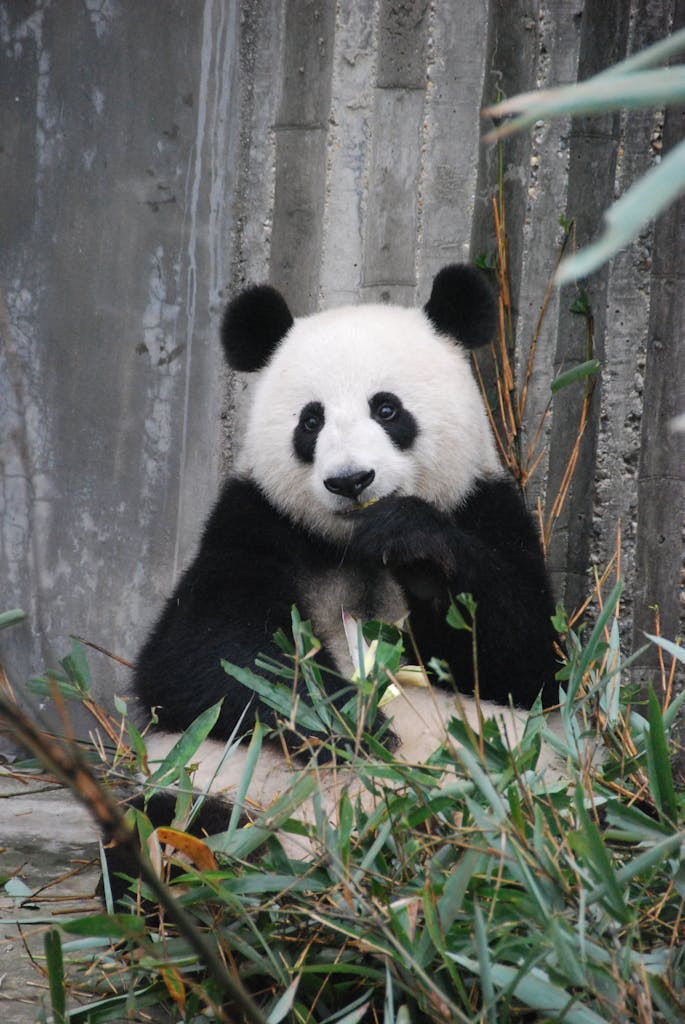 A cute giant panda munching on bamboo in a zoo enclosure, showcasing wildlife behavior.