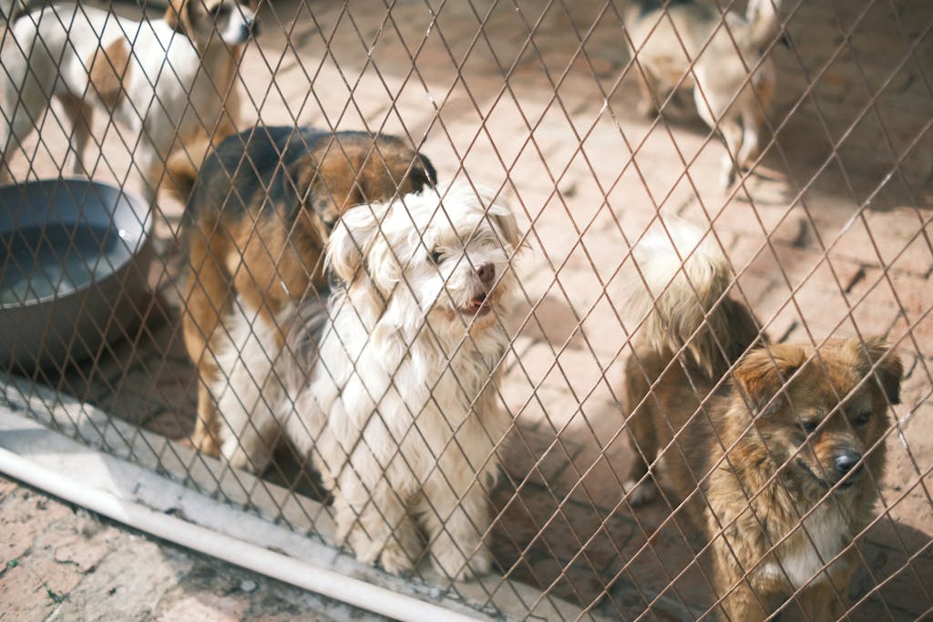 Group of dogs in a shelter behind a fence, waiting for adoption and a new home.