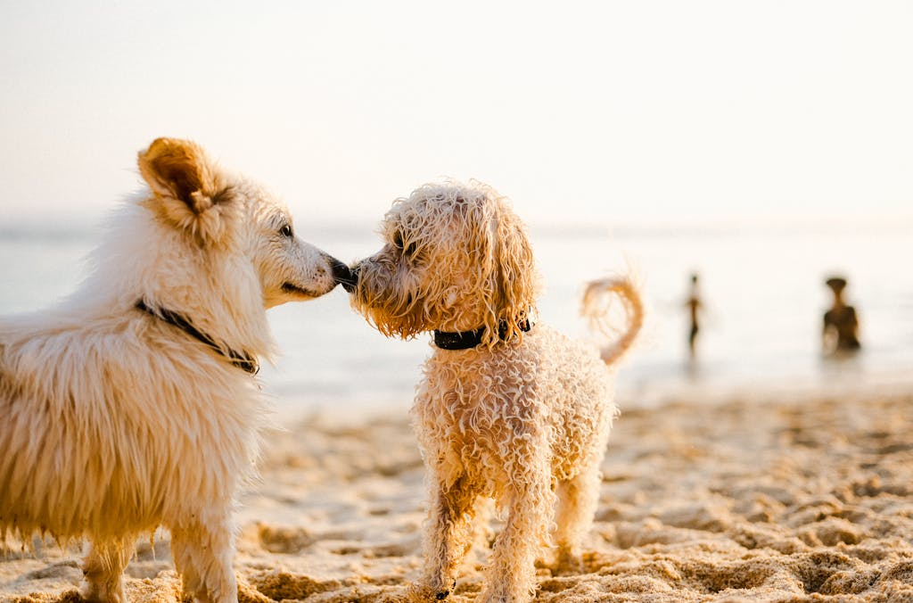 Two cute dogs meet on a sunny beach with people in the background.