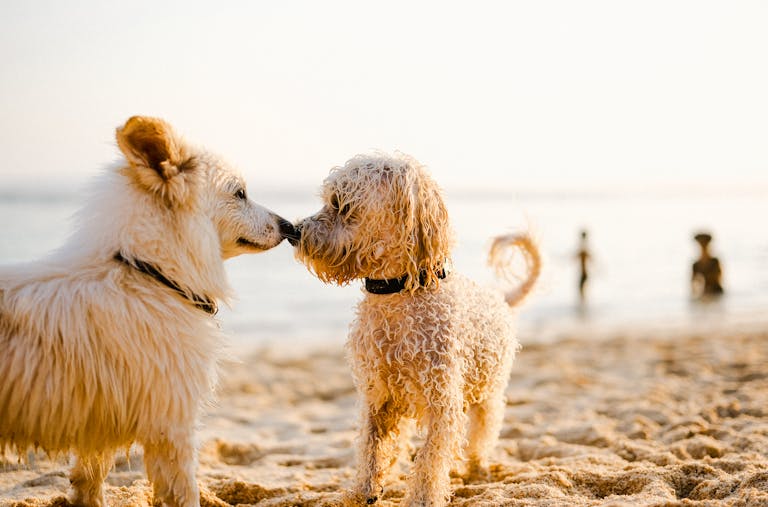 Two cute dogs meet on a sunny beach with people in the background.