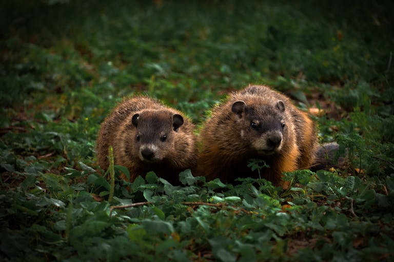 Two cute groundhogs in their natural habitat, surrounded by lush greenery.