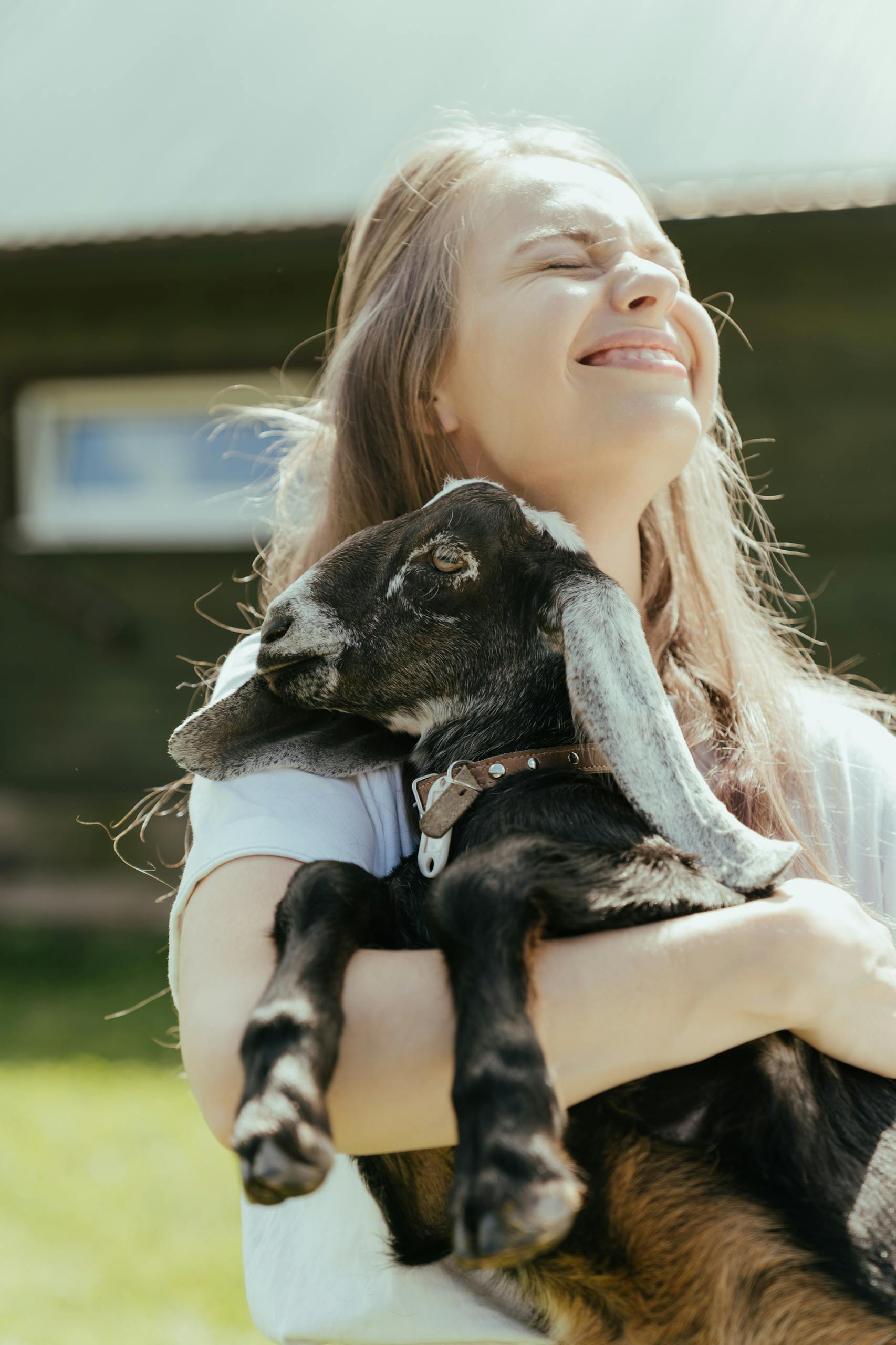 Goat survives from the butcher’s shop and gets safe shelter with school children