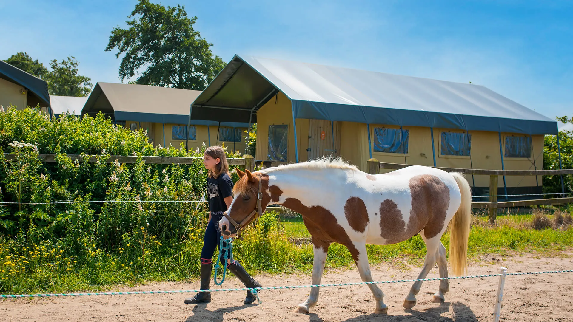 Charlie, The House Horse Who Visits Daily: A Heartwarming Story of Hoofbeats, Friendship, and Playing with Bedroom Sheets.