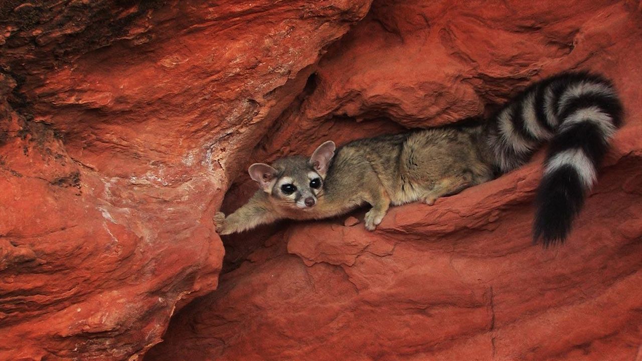 A Hiker’s Dream Encounter with a Rare Ringtail Was Tainted by a Troubling Question