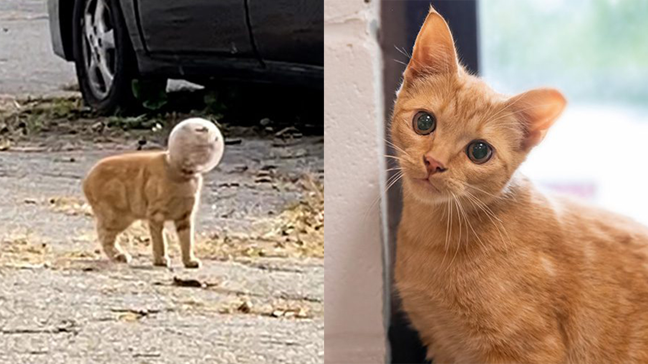 She Was Blind And Starving With Her Head Stuck In A Jar. On Christmas Day, A Hero Arrived.