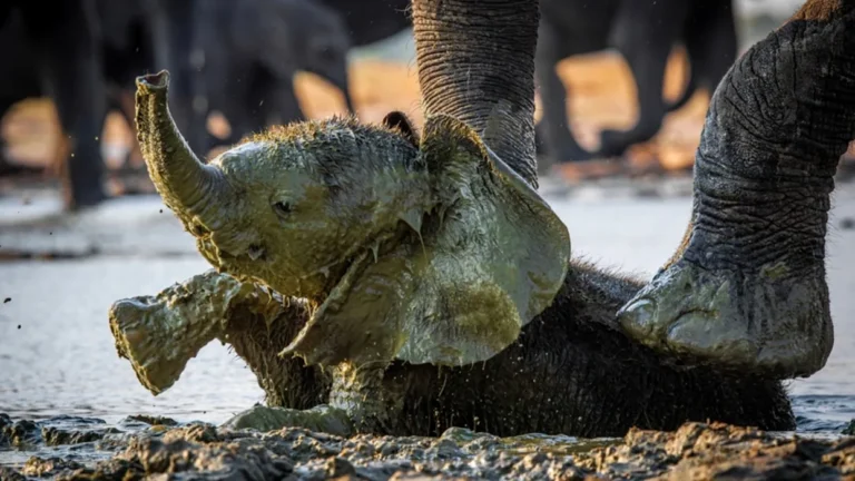 A Mother’s Love Became the Biggest Obstacle in a Desperate Elephant Rescue