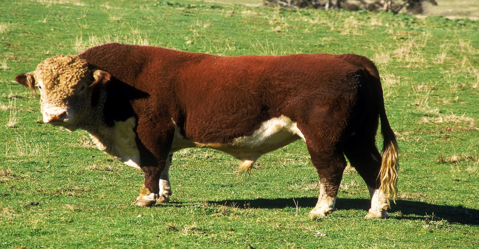 To make every day a good day for Spud, his owner found a giant ball.