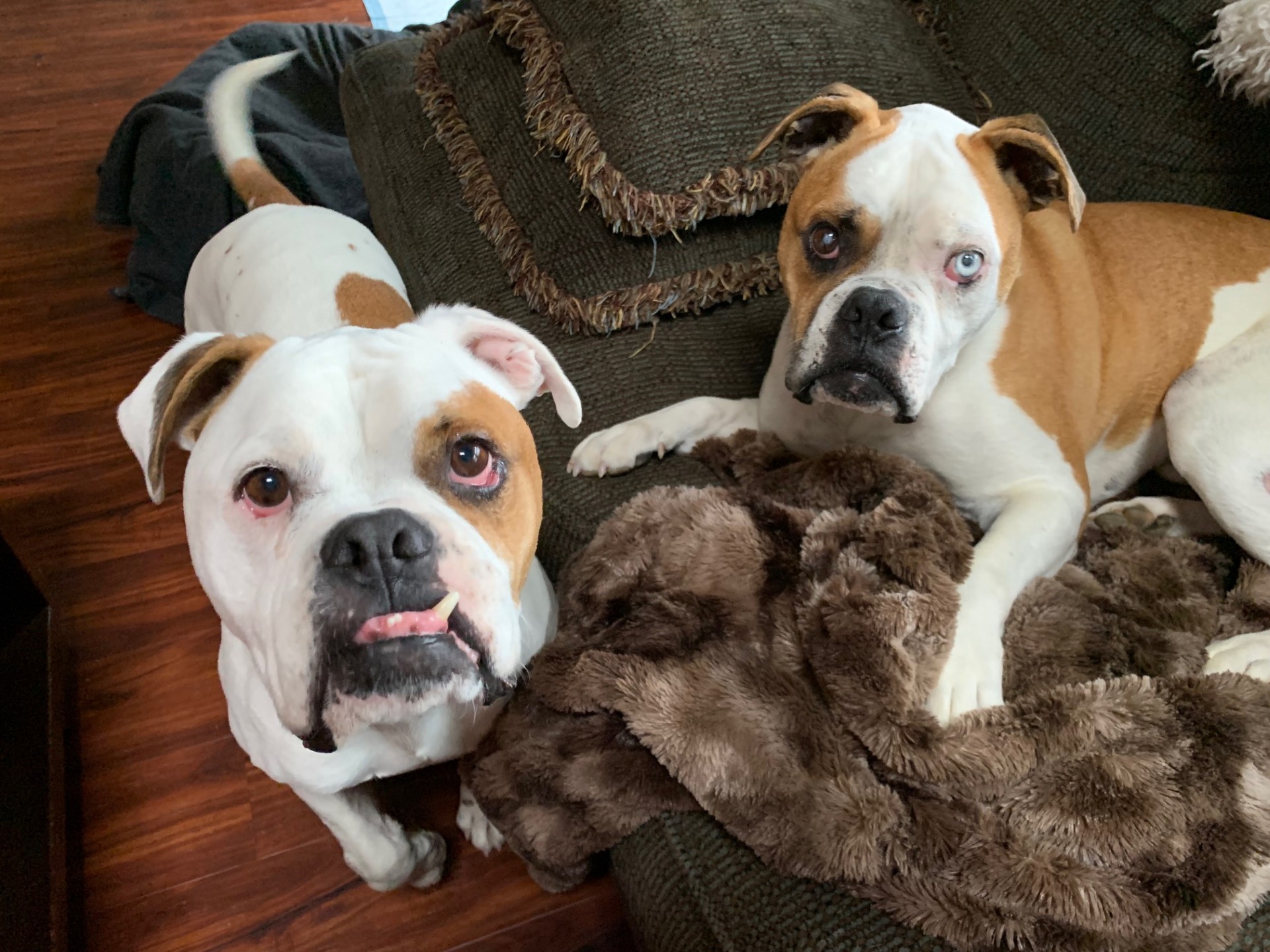 He Was Old And Blind, So His Devoted Son Became His Eyes.