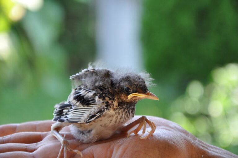 He Was Trapped In A Garage All Night, And This Grumpy Baby Robin Wanted To Speak To The Manager.