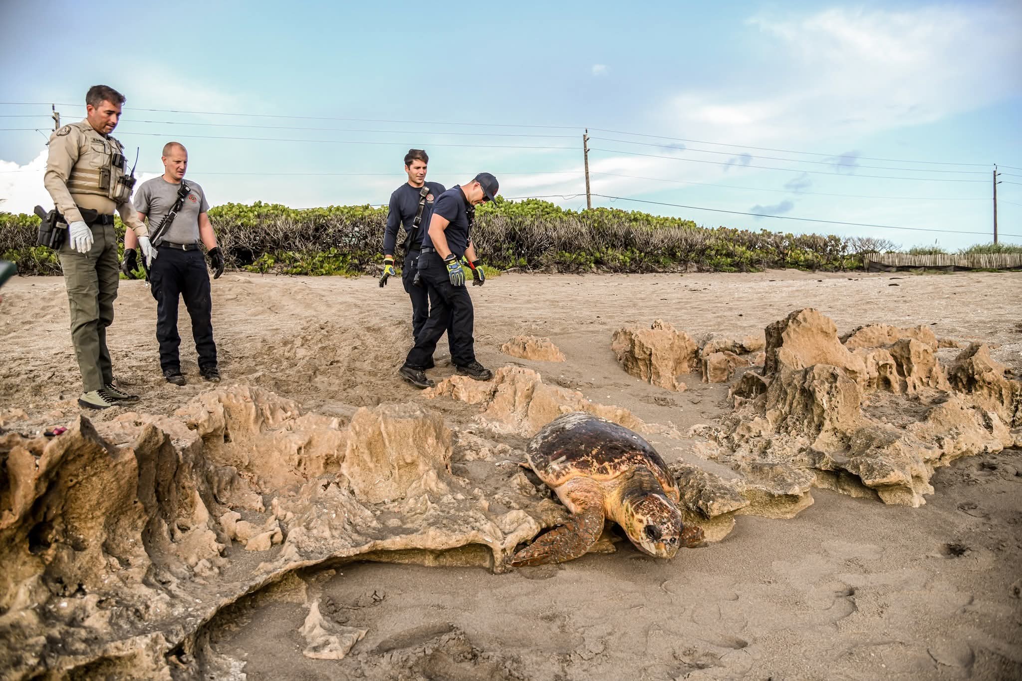 She Went To Photograph The Sunrise And Found A 300-Pound Turtle Who Needed A Hero.