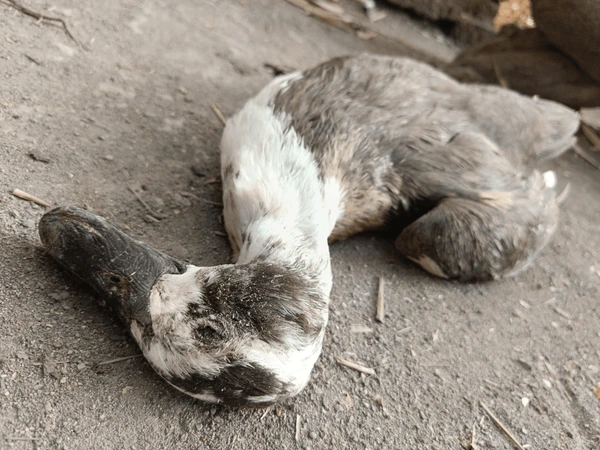 The Duckling Who Would Have Died Alone — Until I Brought Her Inside