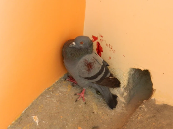 This Pigeon Couldn’t Fly — Until We Healed Together
