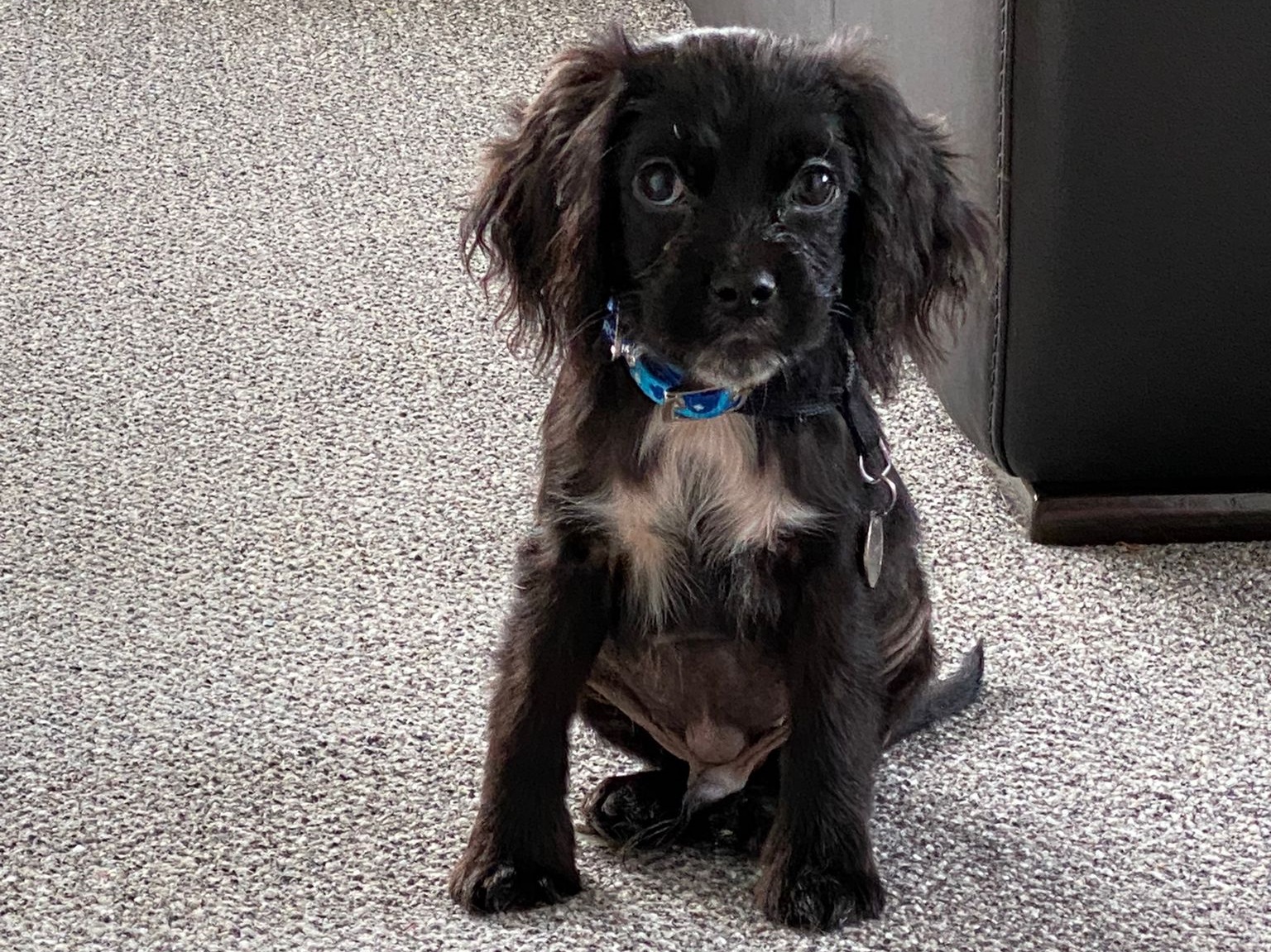 A Tiny, Abandoned Dog Showed Up At Their Door In A Storm. Their Gut Feeling Changed Everything