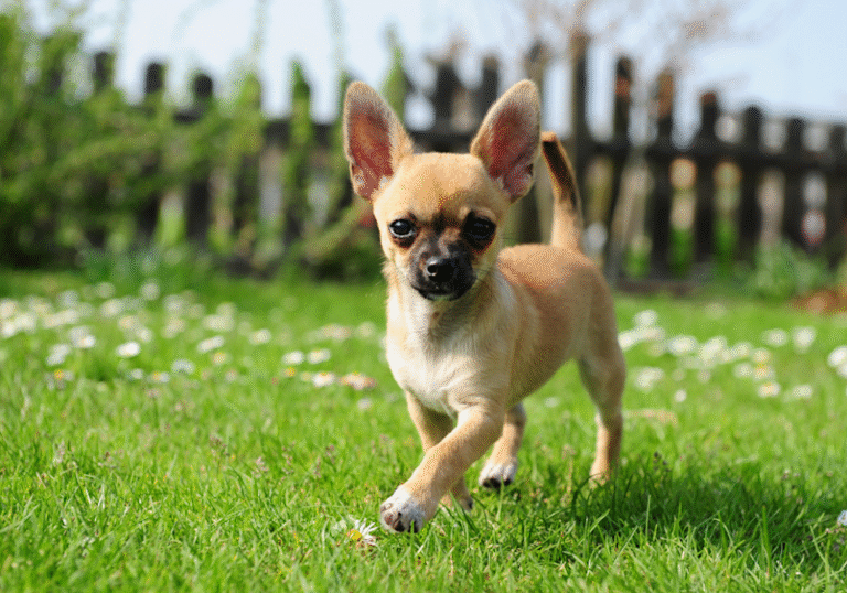 It Took A Shelter, A University, And A 3D Printer To Save This Two-Pound Puppy.