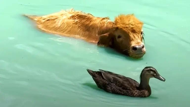 The Turquoise Communion: A Tale of a Fluffy Cow and His Devoted Duck.