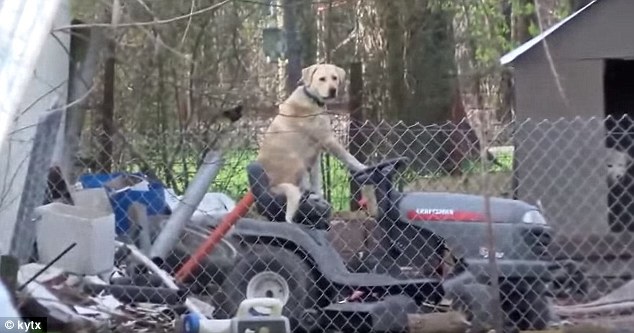 When His Best Friend Was Found, He Didn’t Wait For A Car. He Drove The Lawnmower