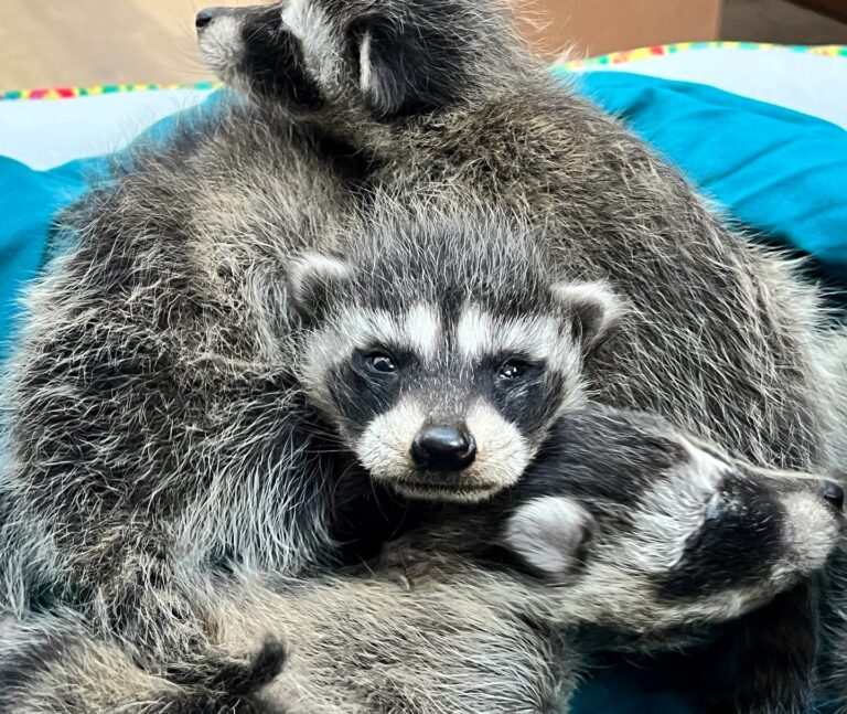 Arena Staff Found A Baby Raccoon Trapped In A Wall. Then They Found A Second One. And Then A Third.