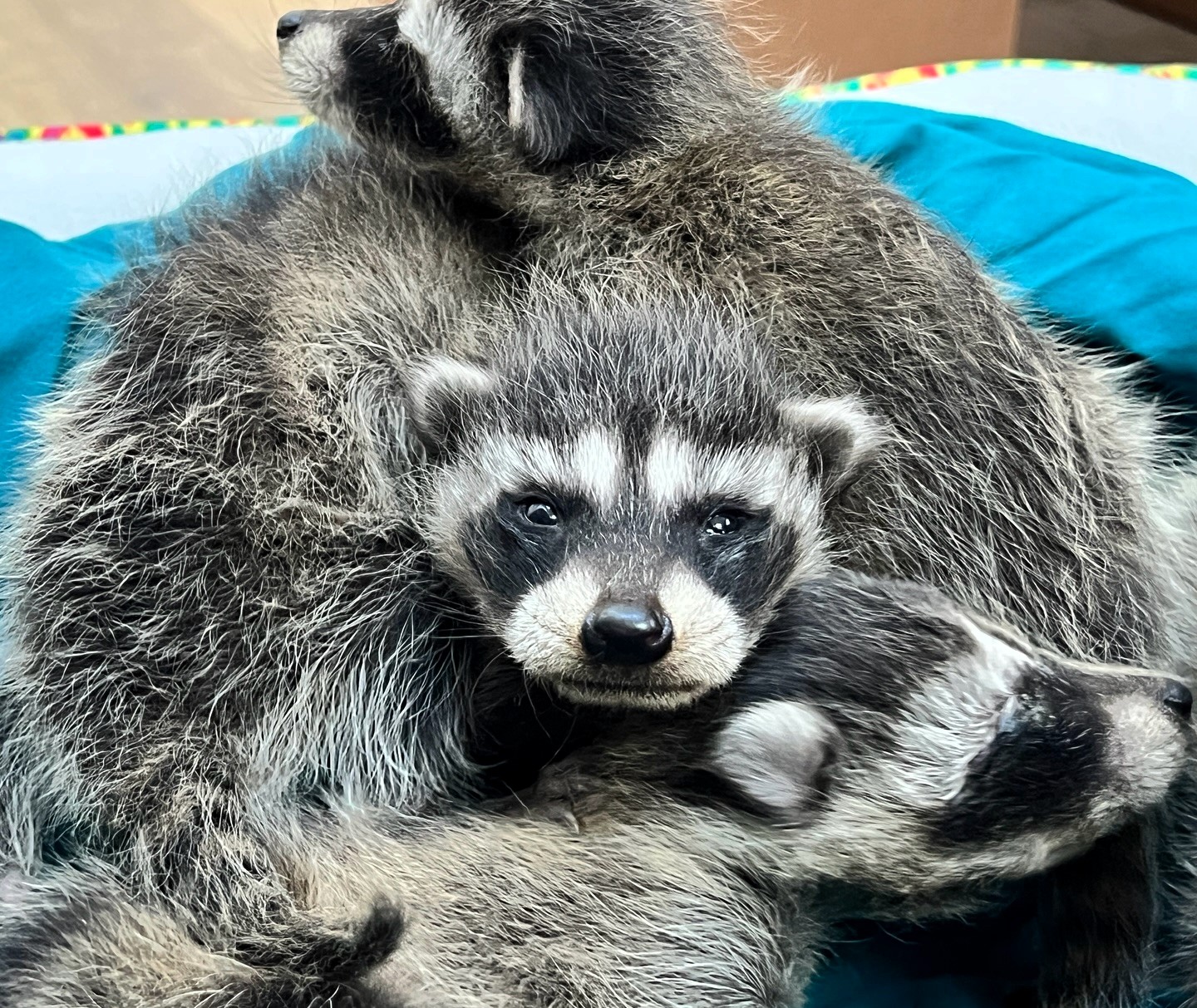 Story from Jam Press (Baby Raccoons Rescued)Pictured: The baby raccoons recovering after their ordeal.Fluffy baby raccoons rescued from wall of NBA arenaThree fluffy baby raccoons were rescued from the wall of an NBA arena.Animal control officers were called to the scene after receiving reports of the cute kits stuck in the wall.Steph Ryer was able to remove the first two.But they needed the help of two other officers to save the third.The little animal’s head remained stuck in the wall and they had to change its body position and pull out.A San Francisco Animal Care and Control spokesperson said: “Officer Keefe and Officer in Training Borg got a call that the third baby was mostly out, only the head was stuck.“Officer Keefe changed the baby’s body position and Officer in Training Borg pulled the tile piece out as far as possible.“Together they got the baby raccoon free.”The rescue took place at San Francisco's Chase Center, the 18,064-capacity home arena of the Golden State Warriors of the NBA.As well as staging concerts, the arena is home to the Golden State Valkyries of the Women's National Basketball Association.After rescuing the three kits, the animal control officers took them to the Yggdrasil Urban Wildlife Rescue in San Francisco for health checks, as reported by What's The Jam.One local said: “Can we adopt them?”Layla added: “Omg, that poor baby! So grateful for the happy ending, thank you.”Nikki remarked: “Thank you for rescuing these babies.”ENDS