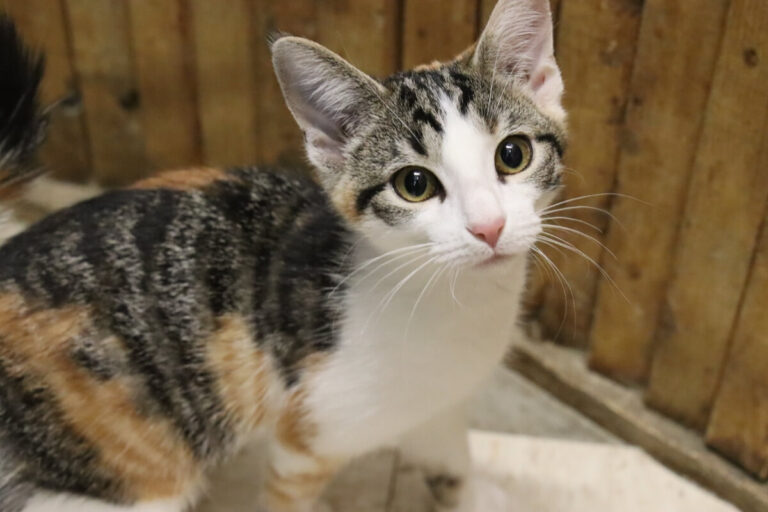 The Tiny Kitten with Eyes Like Moons, Who Enchanted the Internet and Found His Forever Home.