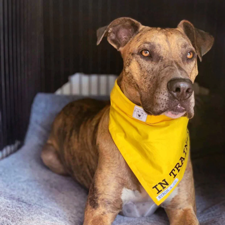 Tail Wags & Timber Joinery: When Our Adopted Mutt Redefined What Makes a House Truly Complete