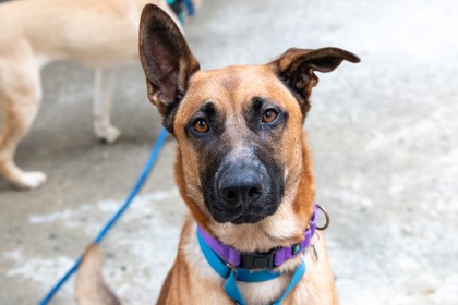 From Trembling to Trust: How Ralphie the Shelter Dog Learned to Love Life