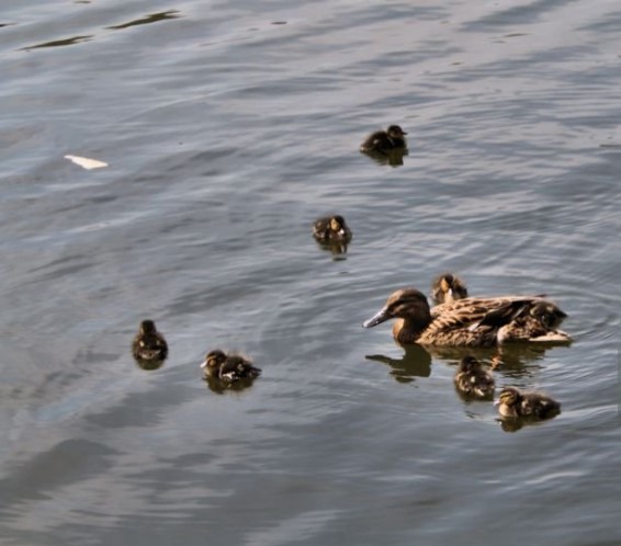 his Flock of Ducks Has a Very Tall, Very Awkward, and Very Beloved Leader