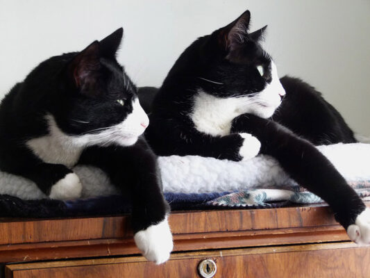 A Home Wanted for Two Brothers: Must Tolerate Chaos and Love a Cat Who Thinks He’s a Parrot.
