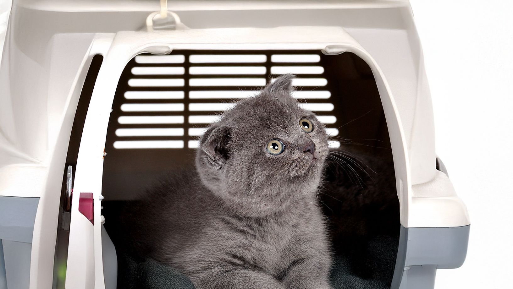 Leaving Them Behind Wasn’t An Option. Here’s How I Moved Across The World With My Cats