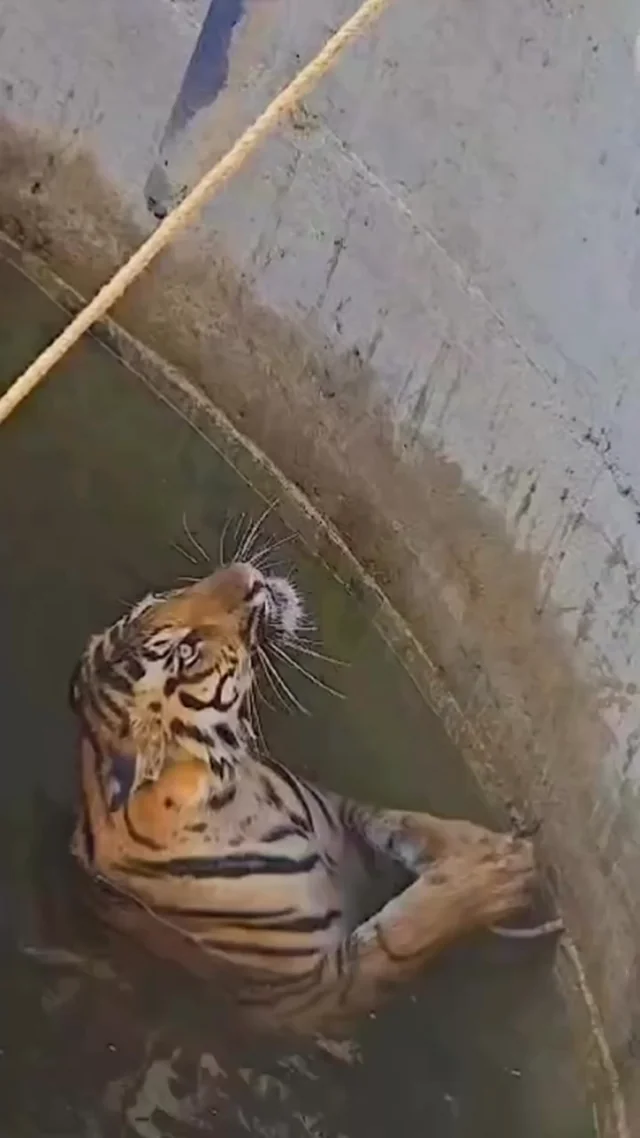 Rescuing Hope: The Incredible Story of a Leopard Pulled from the Depths