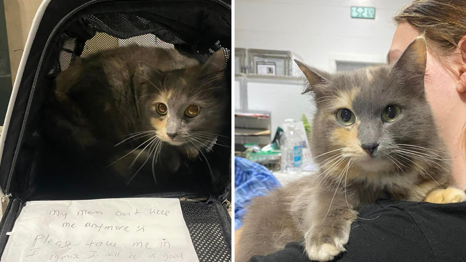 Eleven Years of Love, A Heartbreaking Note, and the Long Wait for a Quiet Lap