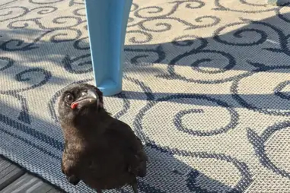 She Put a Mystery Egg in Her Incubator. The “Uh-Oh” Moment It Hatched Changed How She Saw the Sky Forever